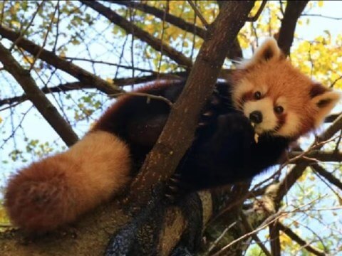 red panda
