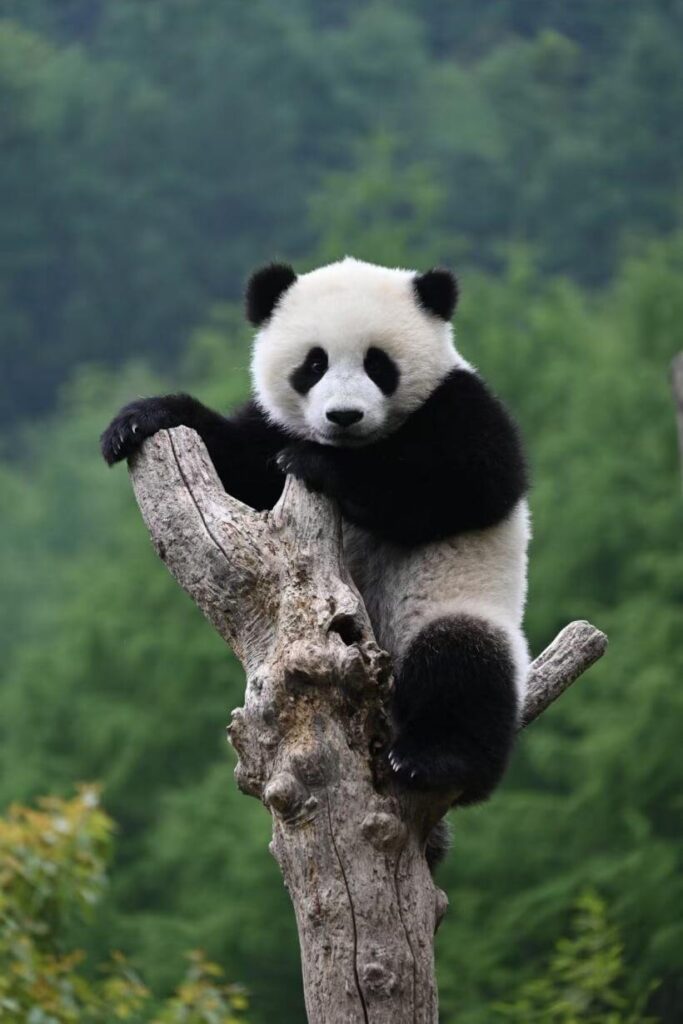 panda wolong